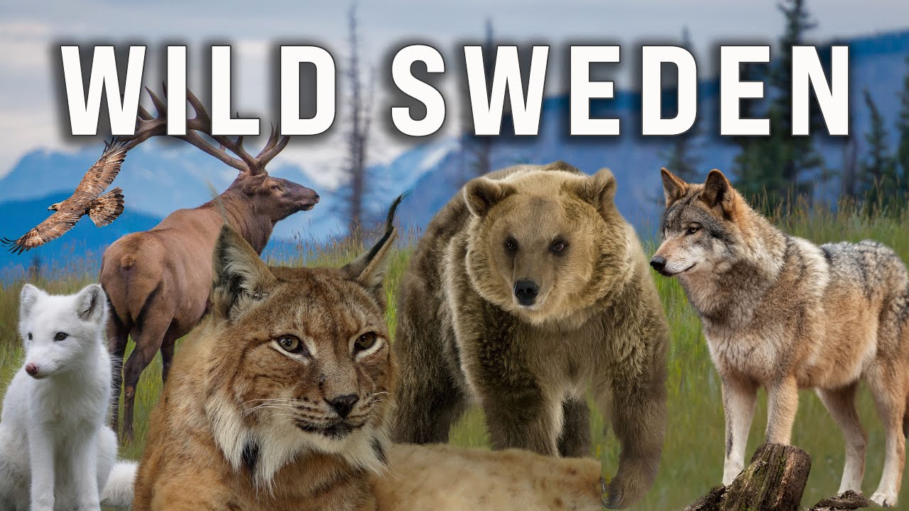 Wild Sweden –The Animals of the Swedish Wilderness