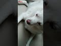 Dog lover