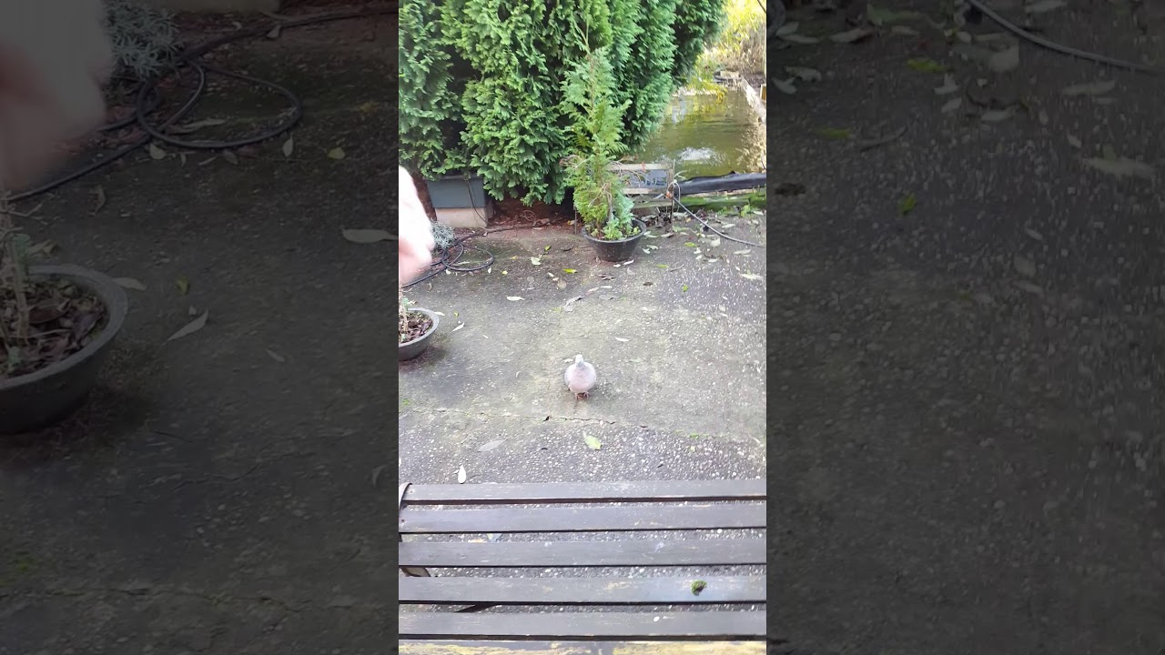 English wood pigeon. Tamed wild bird.