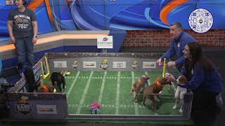 Bark Bowl 2026: Relay races with the puppies! - YouTube