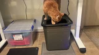 Review of the Petmate Top Entry Litter box & Conlun Litter trapper mat #amazonfinds #amazonpets