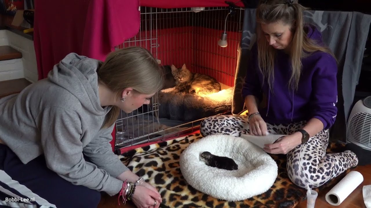 Vrijdag alweer. Wat gaan de KITTENS voeren. En er zijn NIEUWE KATTENREN KOOI delen. Waarom?   #4000