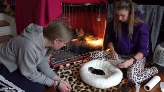 Download Lagu Vrijdag alweer. Wat gaan de KITTENS voeren. En er zijn NIEUWE KATTENREN KOOI delen. Waarom?   #4000 MP3