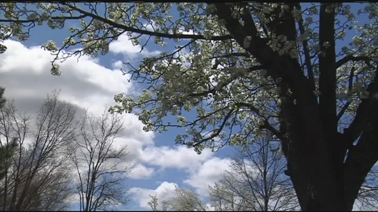 Dealing with allergies in the spring