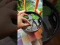 Duck Weed Water Plant | Potting Duck Weeds in my lotus bowl #duckweed #lotus #gardening