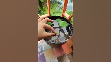 Duck Weed Water Plant | Potting Duck Weeds in my lotus bowl #duckweed #lotus #gardening