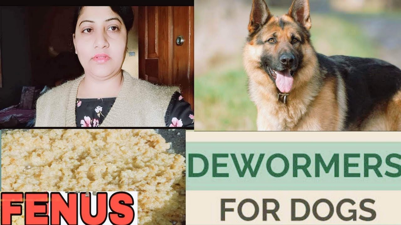 How To Give Dewormer Medicine To Your Dog Tasty how-to-give-dewormer-medicine-to-your-dog-tasty