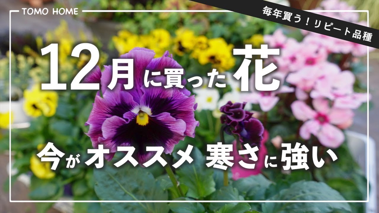 Now's your chance!] Introducing flowers you should buy in December