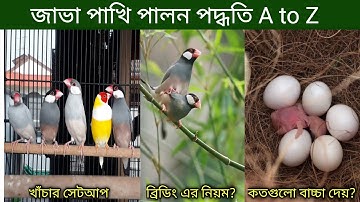 জাভা পাখি পালন পদ্ধতি | Java Sparrow Bird Rearing | Java Pakhi Palon | Java Pakhir Dam