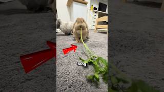 Do rabbits have to chew for their entire lives!? #rabbit #pets #animals