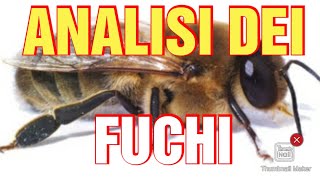 I Fuchi Chi Sono E Cosa Fanno