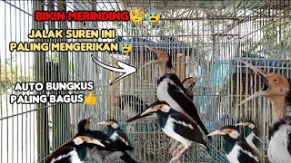 How to choose a good suren starling at the ombyokan market