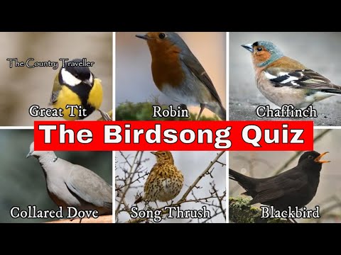 The 2021 Dawn Chorus Birdsong Quiz. Can you match the song to the bird? #dawnchorus The 2021 Dawn Chorus Birdsong Quiz. Can you match the song to the bird? #dawnchorus