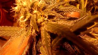 Super lemon haze, strawberry cough,pure kush, amnesia haze, flush update