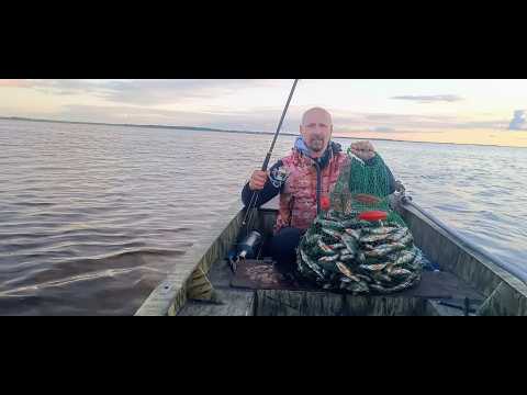 Perch fishing. Perch on bait in summer. Fishing 2026.