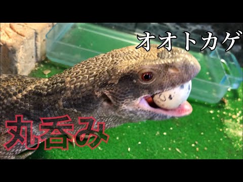 丸呑み】サバンナモニターにウズラの卵あげてみた - YouTube 