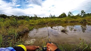 CASTING GABUS || SAMBARAN KERAS DI DEPAN MATA BIKIN JANTUNGAN || DAIDO POMPANO 1-3LB