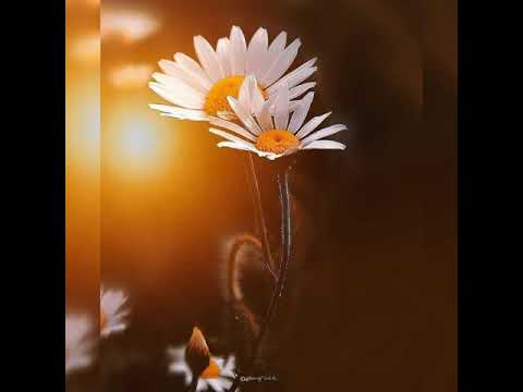 أمينة قلبي معراج حبي أنشودة للمخطوبين والازواج 