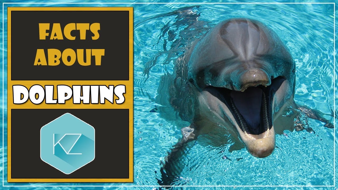 Facts about Dolphins - Kids Education with KZ Learning - YouTube