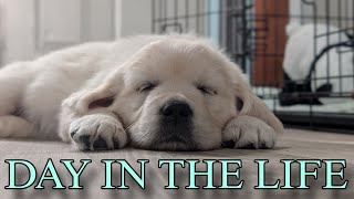 Golden Retriever Puppies First Obstacle (The Breezy Litter)