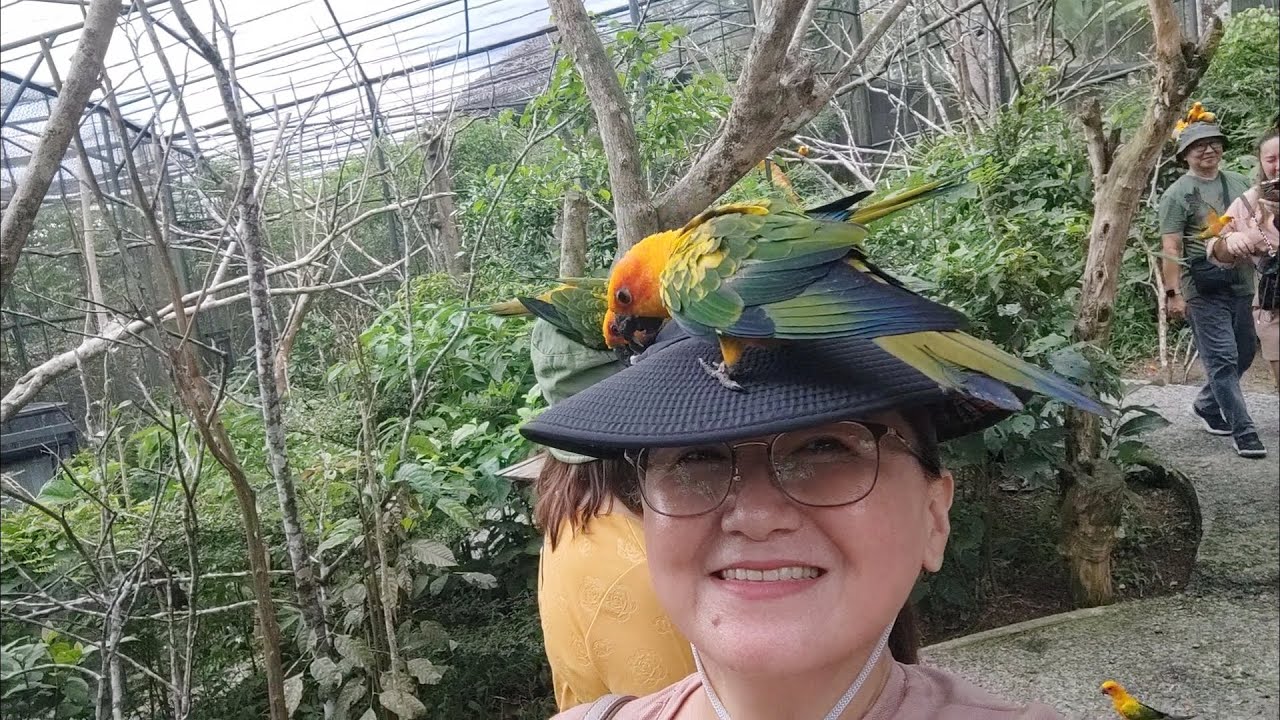 Close encounter with Sun Conures