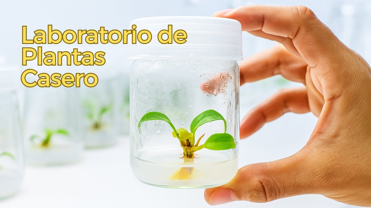 Así es un laboratorio de micropropagación casero | Room Tour completo