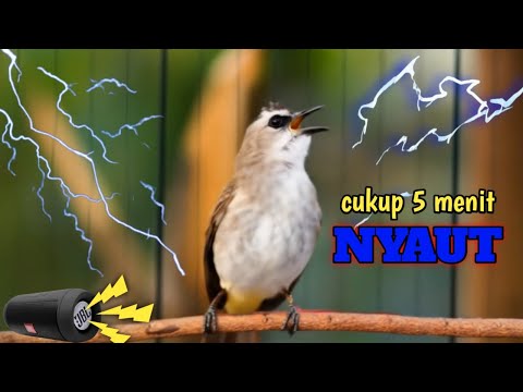 TRUCUKAN SIMBAR JATI‼️ROPEL SUPER PANJANG