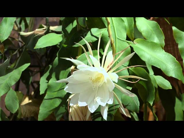 Fleur de Lune - Epiphyllum oxypetalum -  Time lapse class=