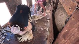 Shearing Run Oregon USA July 2023 Strong Wool Ewes