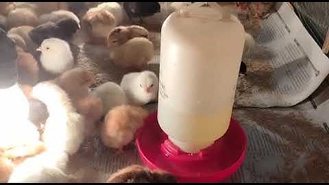 Bibit Ayam. Ngingu Pitik