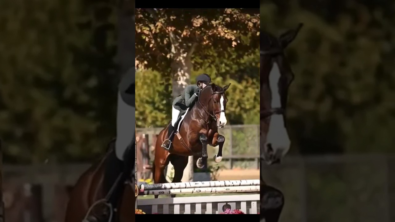 which discipline do you do? (if you ride) 