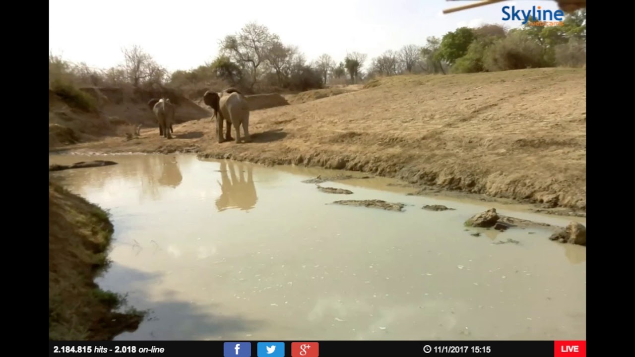 Last Waterhole Hide ~ Zambia, Africa ~ African Animals Drinking