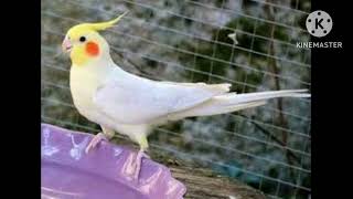 تغريد طائر الكوكتيل (الكالوبسيت) لتحفيزها على التزاوج والانتاج