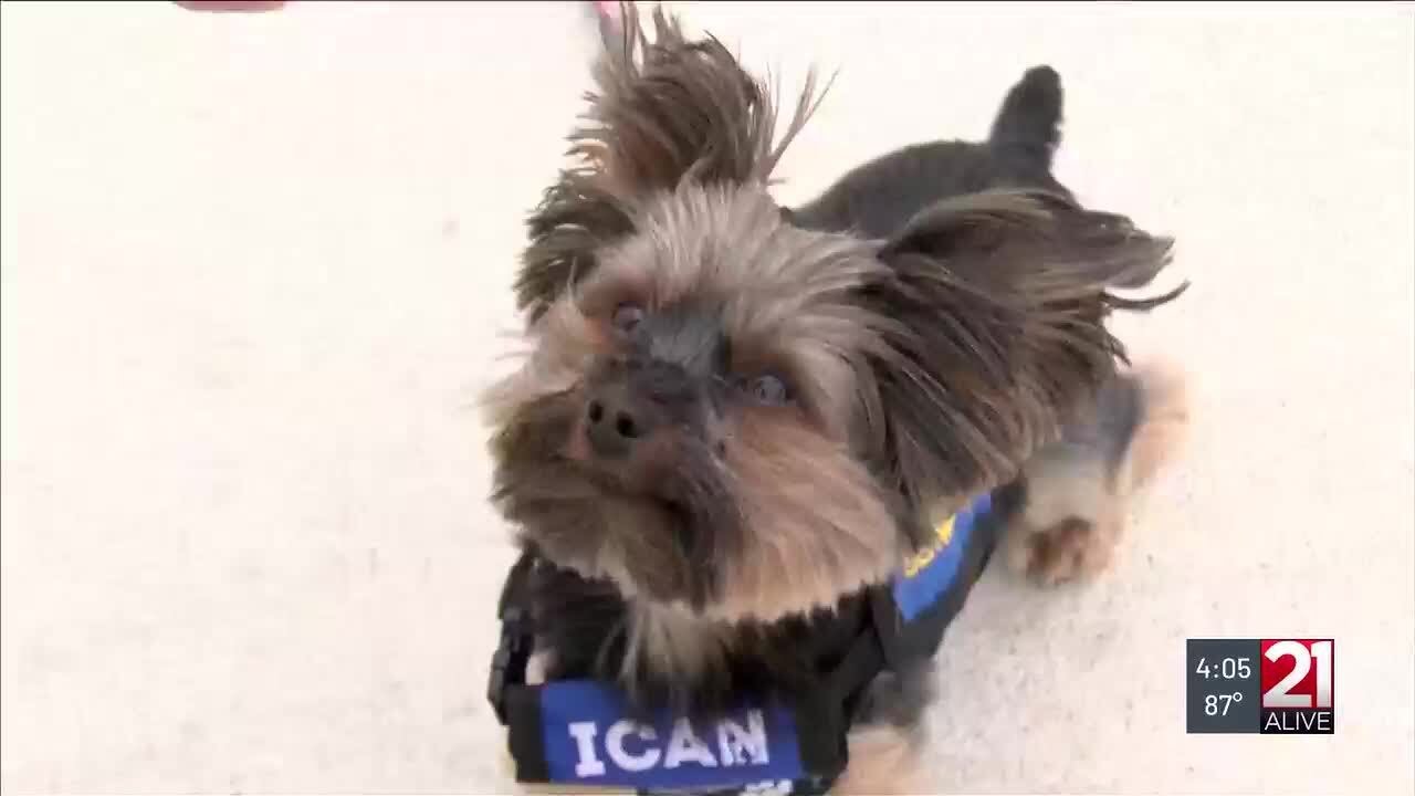 Local organization ensures veterans, people with disabilities have access to service dogs