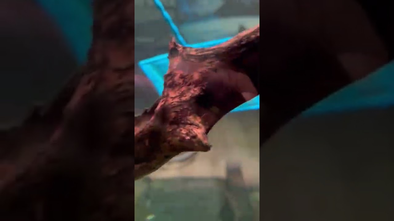 Centipede knifefish 🙌