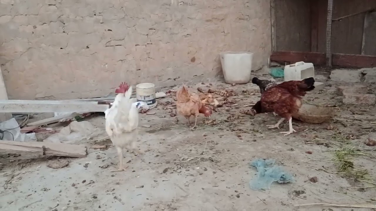 Mental Hen 🤪🤪🤪🐓🐔  Rooster  sounds 🐓 hen Mating 
