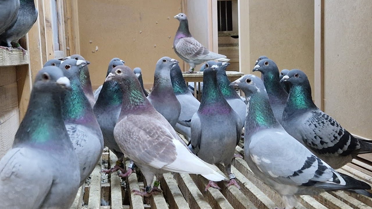 ROBIMY KURACJE NA ŻÓŁTY GUZEK I KOKCYDIOZE✅️ DAWKOWANIE + OSŁONA NA WĄTROBE I NERKI🔥