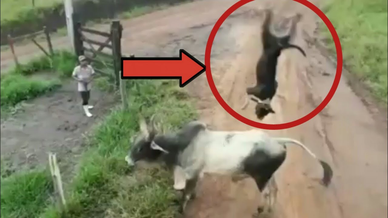 Funny animal vs human !Encounters!2020(Funny animals)😅😅😅 - YouTube