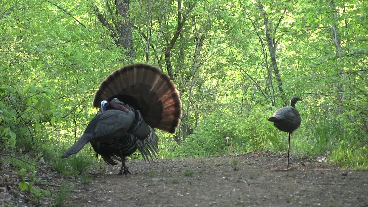 Solo Filmed WV Turkey Hunt 2019, a Muzzleloader double, and a silent 2