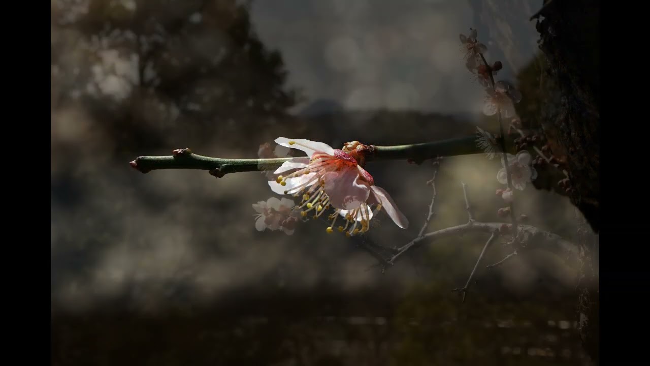 Danielle Licari - 'Emmanuel' (from 'Wings' by Michel Colombier)