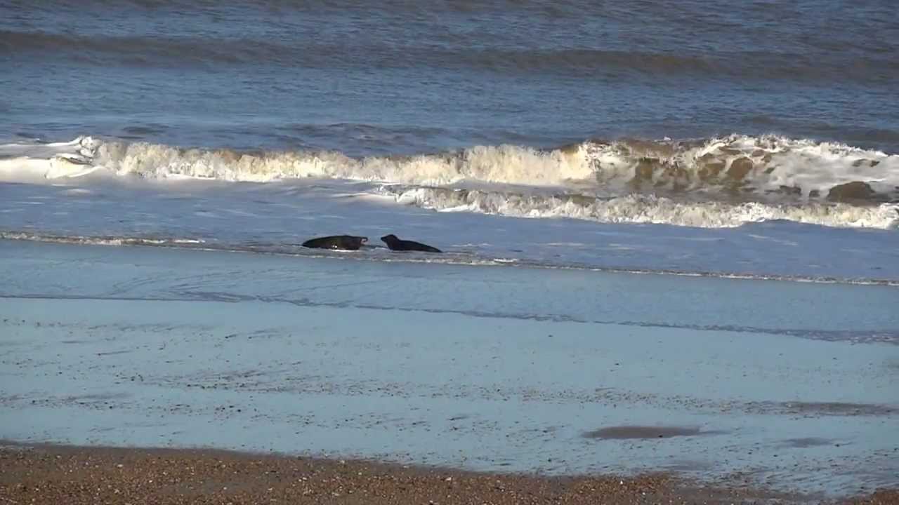 Spotting seals on the beach in Norfolk (HD)