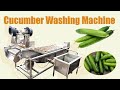Cucumber Washing Machine | Clean Vegetables & Fruits Plant for Vegetable Farms and Supermarkets