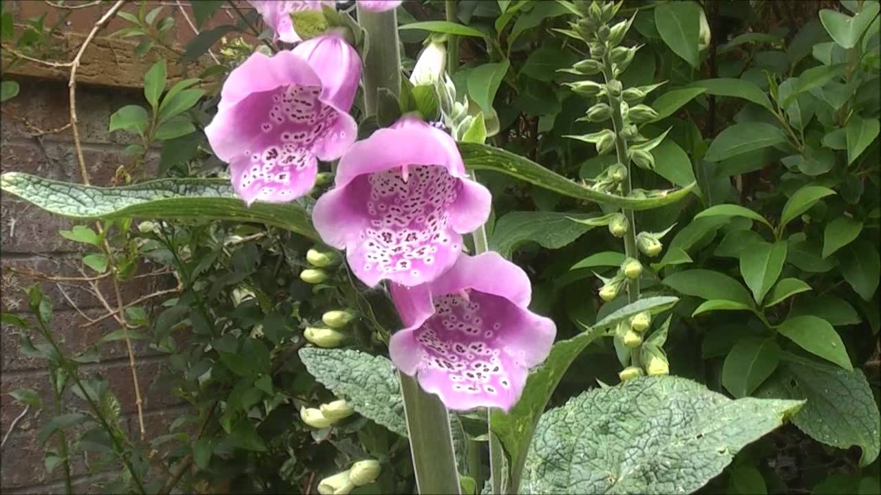 VARIATIONS ON A SUMMER FOXGLOVE