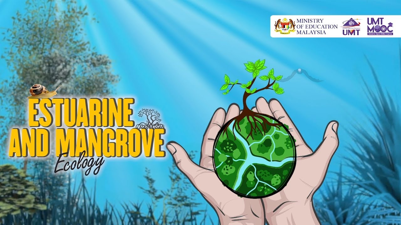 UMTMOOC ESTUARINE AND MANGROVE ECOLOGY MAIN VIDEO YouTube