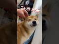 柴犬とんニューシングル『みみみみみみみみみみみみみみみの唄 feat.ゴジラ』 #柴犬 #柴犬とん