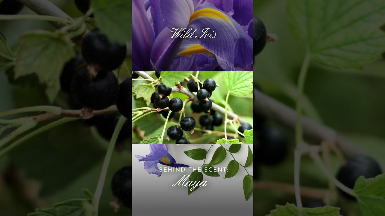 TOCCA Maya – A Força da Feminilidade Moderna | Eau de Parfum 50ml