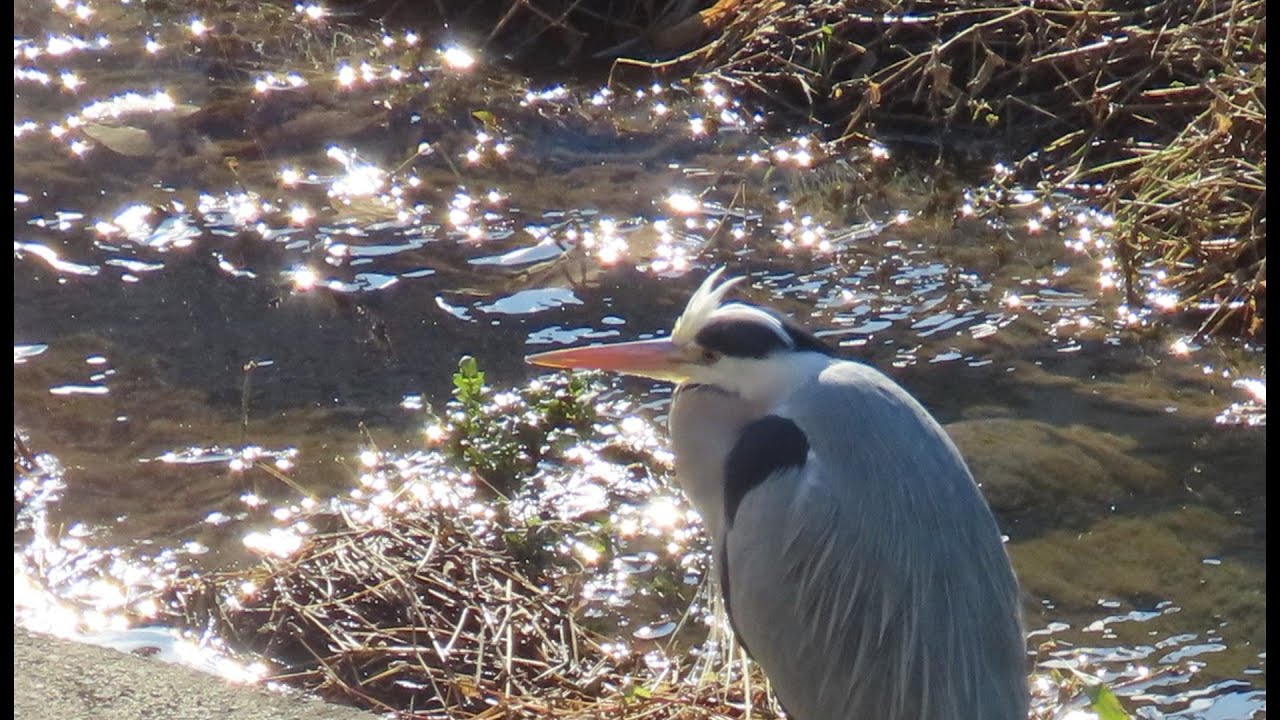アオサギに冬のキラメキすまし顔　2026.01.0小泉川