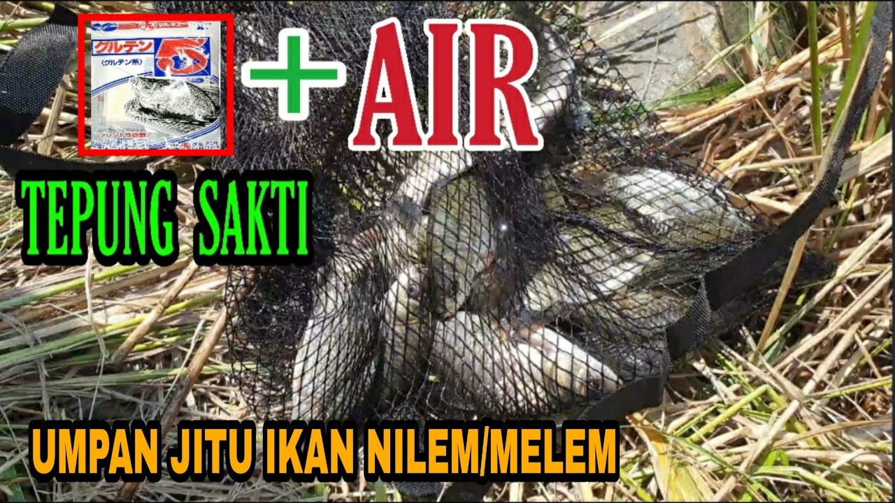 UMPAN JITU IKAN NILEM/MELEM || TEPUNG SAKTI ANTI BONCOS 