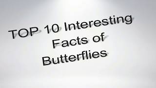 Top 10 Interesting Facts About Butterfly