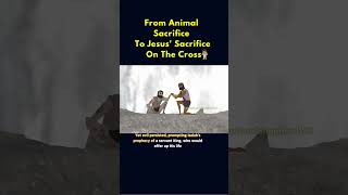 From Animal Sacrifice To Jesus' Sacrifice On The Cross 🥺🤯 #Shortsfeed #Youtubeshorts #Jesus #Fypシ